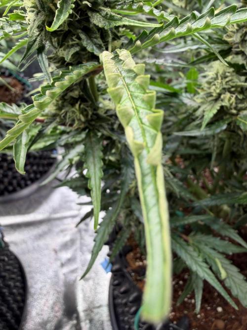 FB Purple Haze/Gorilla Skittlez Coco. Week 8