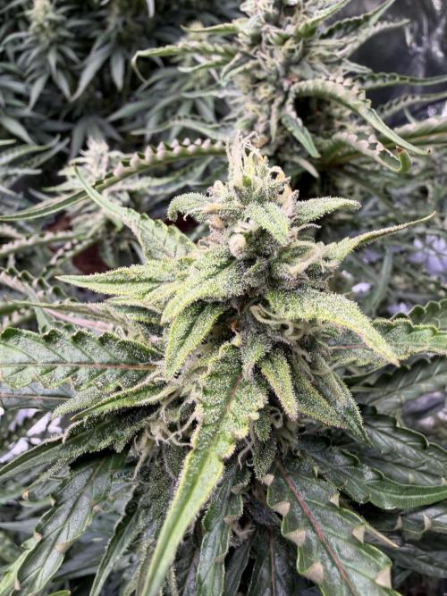 FB Purple Haze/Gorilla Skittlez Coco. Week 8