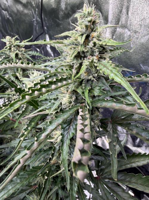 FB Purple Haze/Gorilla Skittlez Coco. Week 8