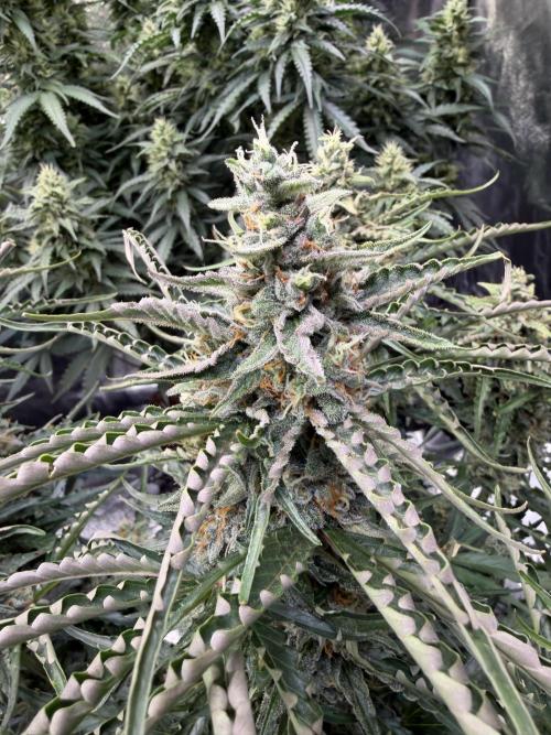 FB Purple Haze/Gorilla Skittlez Coco. Week 9