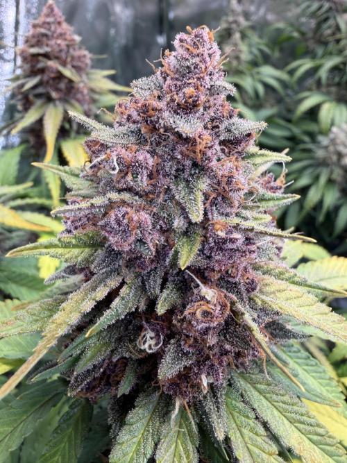 FB Purple Haze/Gorilla Skittlez Coco. Week 9