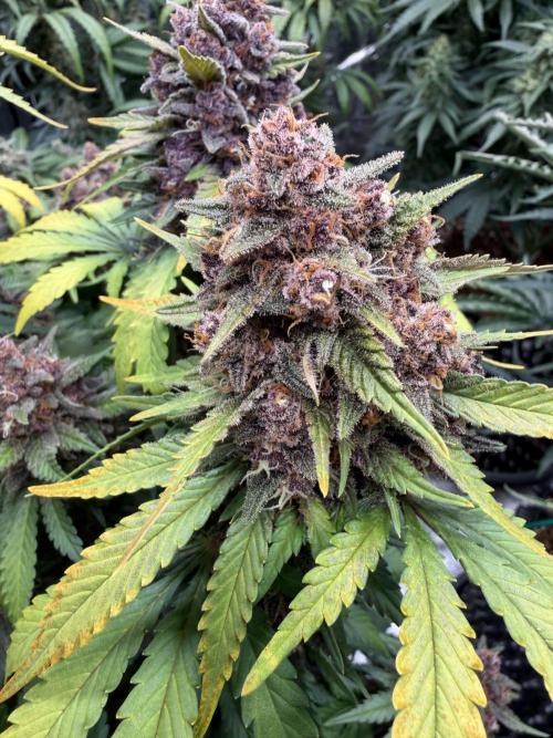 FB Purple Haze/Gorilla Skittlez Coco. Week 9