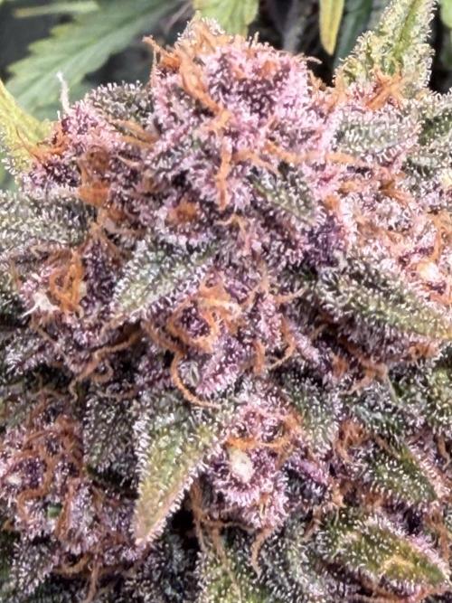FB Purple Haze/Gorilla Skittlez Coco. Week 9