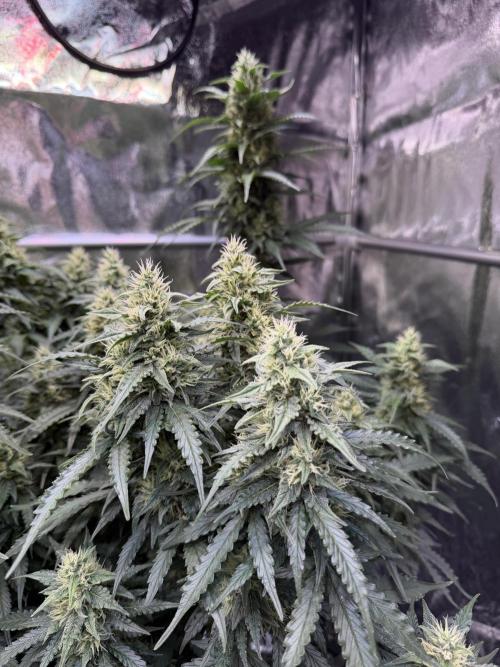 FB Purple Haze/Gorilla Skittlez Coco. Week 9