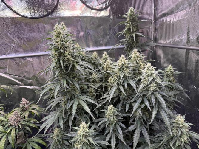 FB Purple Haze/Gorilla Skittlez Coco. Week 9