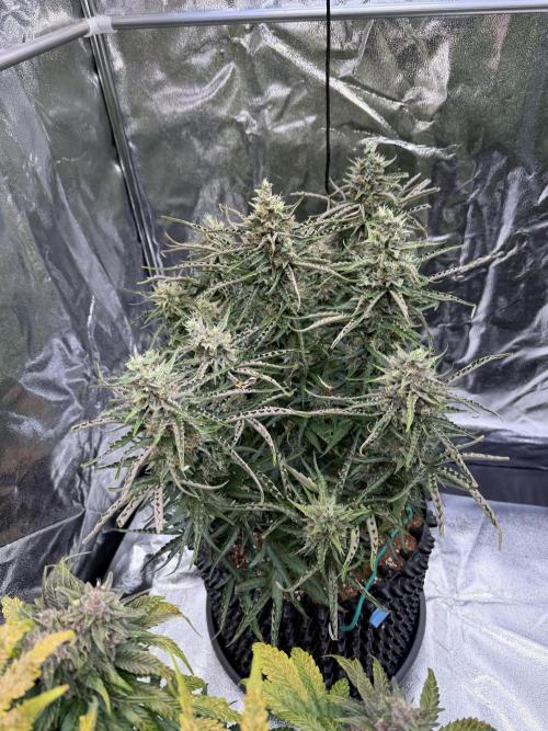 FB Purple Haze/Gorilla Skittlez Coco. Week 10