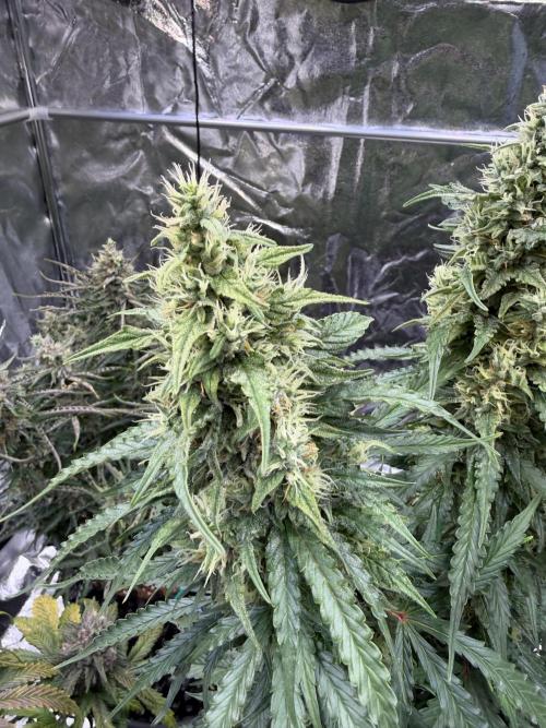 FB Purple Haze/Gorilla Skittlez Coco. Week 10