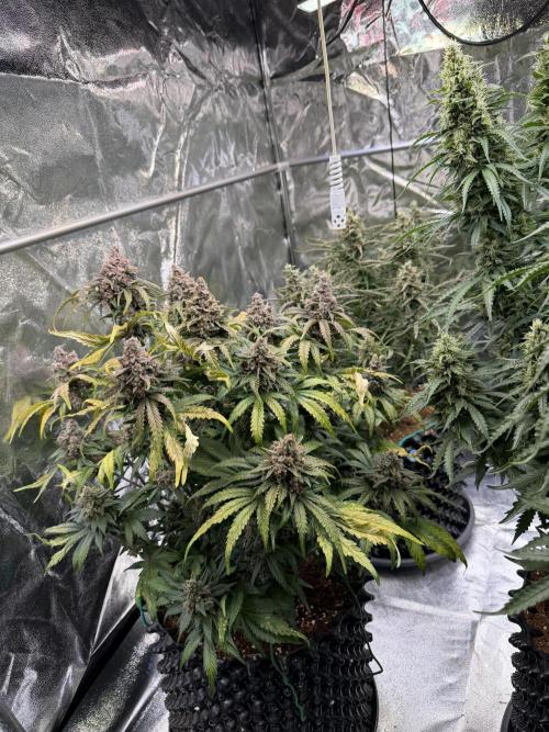 FB Purple Haze/Gorilla Skittlez Coco. Week 10