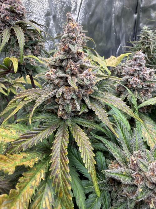 FB Purple Haze/Gorilla Skittlez Coco. Week 10