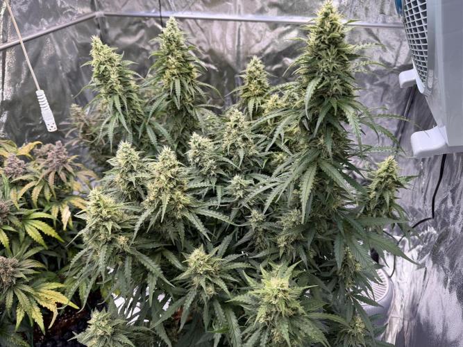 FB Purple Haze/Gorilla Skittlez Coco. Week 10