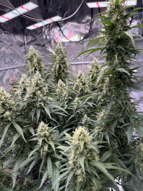 FB Purple Haze/Gorilla Skittlez Coco. Week 10