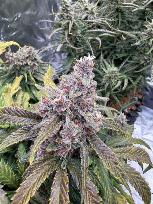 FB Purple Haze/Gorilla Skittlez Coco. Week 10