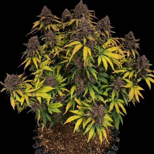 FB Purple Haze/Gorilla Skittlez Coco. Week 11