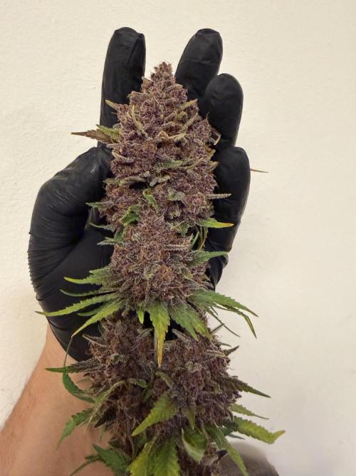 FB Purple Haze/Gorilla Skittlez Coco. Week 11