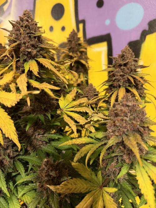 FB Purple Haze/Gorilla Skittlez Coco. Week 11