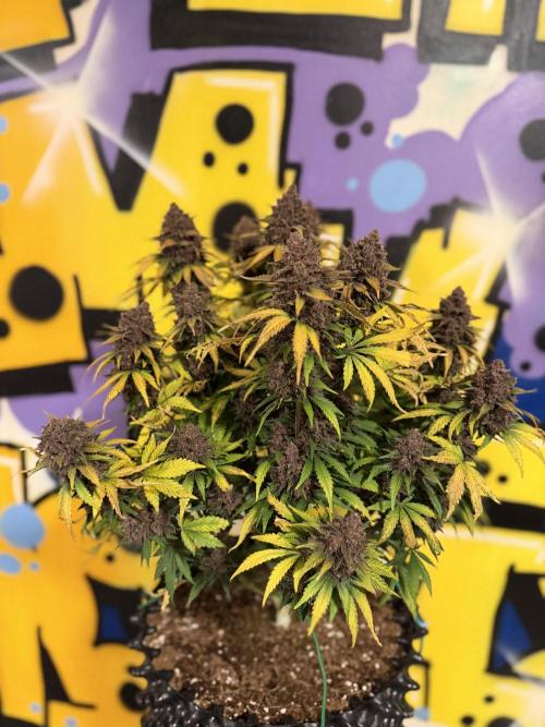 FB Purple Haze/Gorilla Skittlez Coco. Week 11