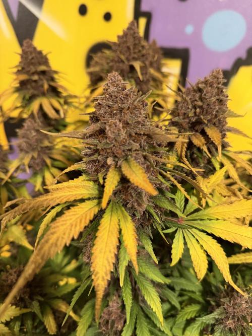 FB Purple Haze/Gorilla Skittlez Coco. Week 11