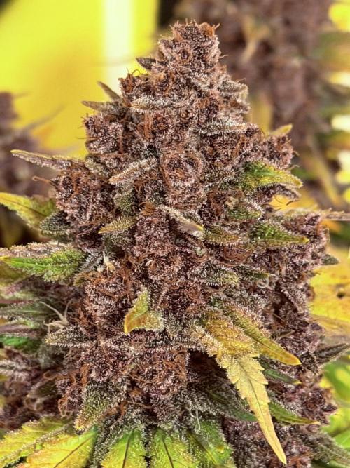 FB Purple Haze/Gorilla Skittlez Coco. Week 11