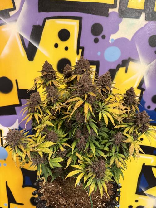 FB Purple Haze/Gorilla Skittlez Coco. Week 11