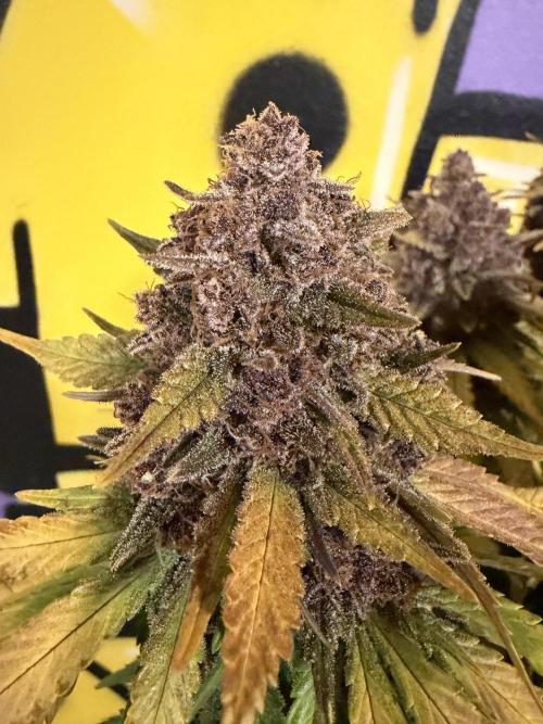 FB Purple Haze/Gorilla Skittlez Coco. Week 11