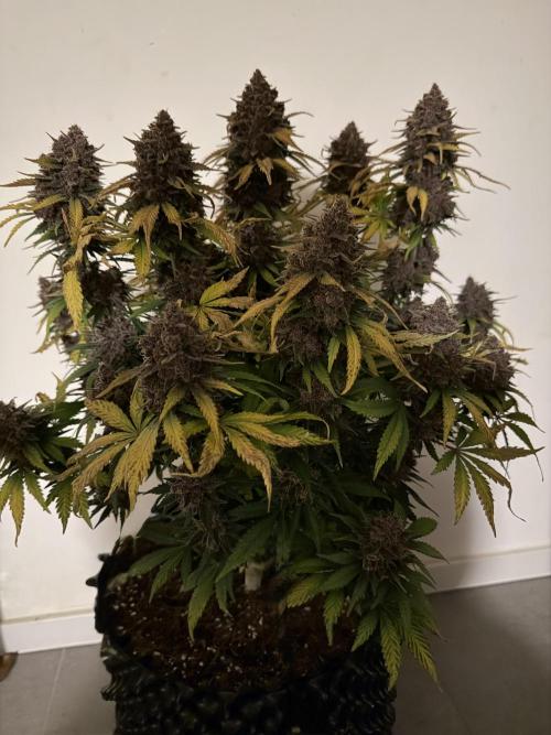 FB Purple Haze/Gorilla Skittlez Coco. Week 11