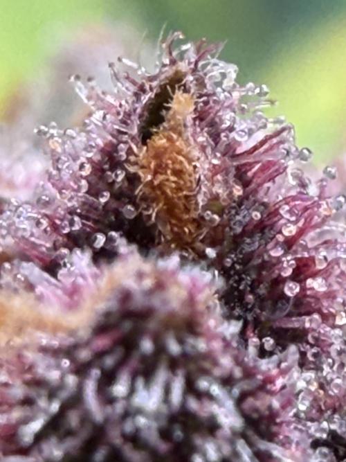 FB Purple Haze/Gorilla Skittlez Coco. Week 11