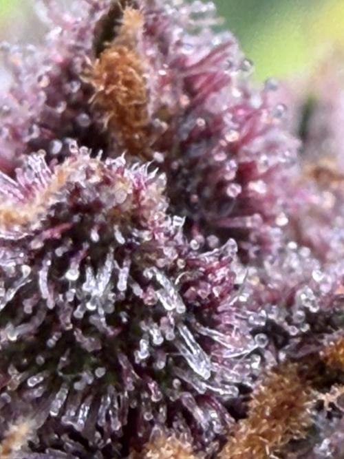 FB Purple Haze/Gorilla Skittlez Coco. Week 11