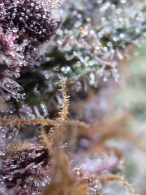 FB Purple Haze/Gorilla Skittlez Coco. Week 11