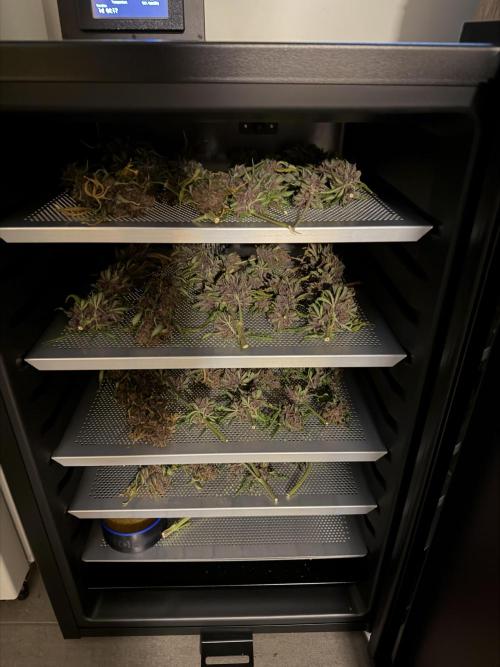 FB Purple Haze/Gorilla Skittlez Coco. Week 11