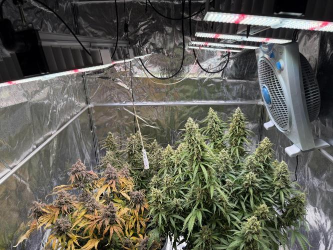 FB Purple Haze/Gorilla Skittlez Coco. Week 11