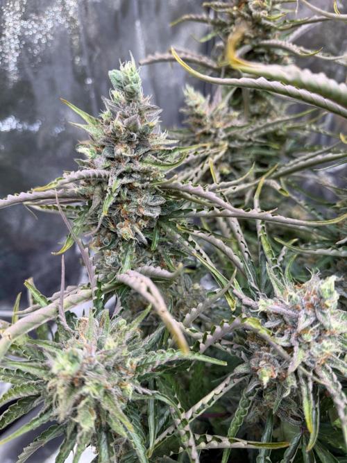 FB Purple Haze/Gorilla Skittlez Coco. Week 11