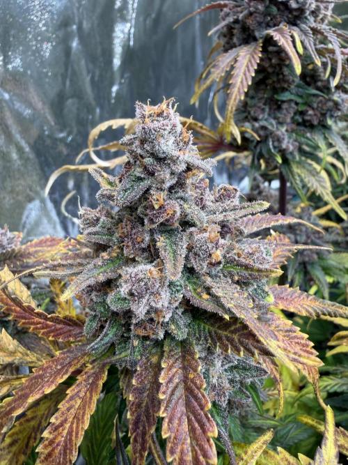 FB Purple Haze/Gorilla Skittlez Coco. Week 11