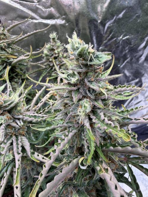 FB Purple Haze/Gorilla Skittlez Coco. Week 11