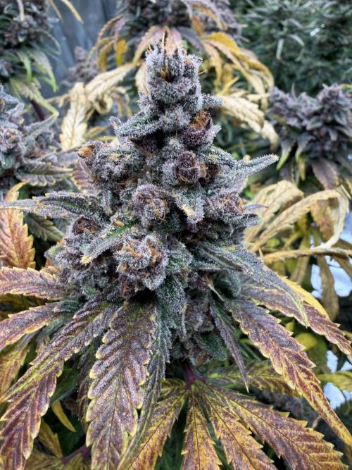 FB Purple Haze/Gorilla Skittlez Coco. Week 11