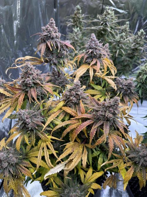 FB Purple Haze/Gorilla Skittlez Coco. Week 11