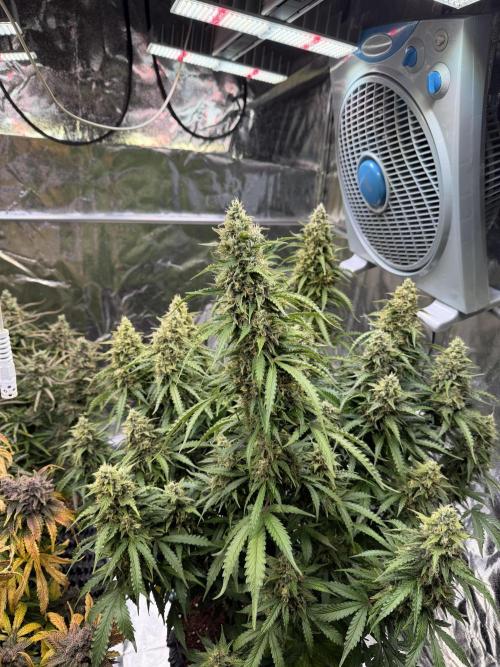 FB Purple Haze/Gorilla Skittlez Coco. Week 11