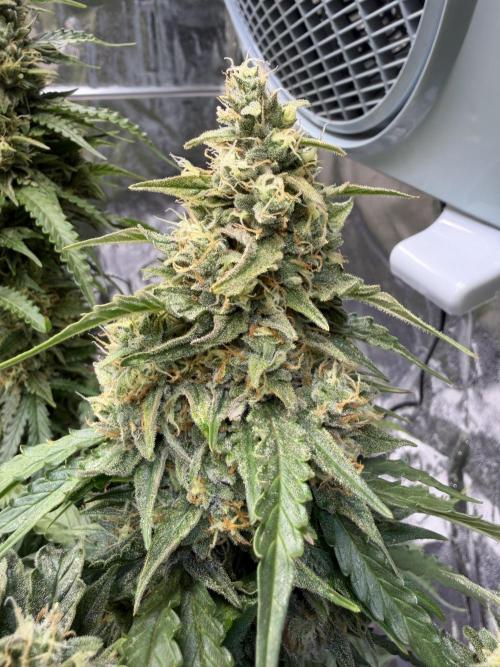 FB Purple Haze/Gorilla Skittlez Coco. Week 11