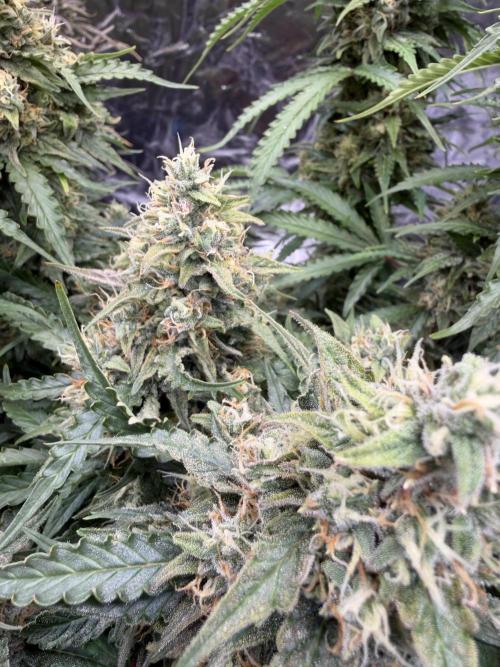 FB Purple Haze/Gorilla Skittlez Coco. Week 11