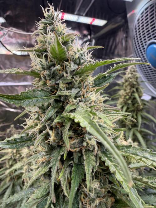 FB Purple Haze/Gorilla Skittlez Coco. Week 11