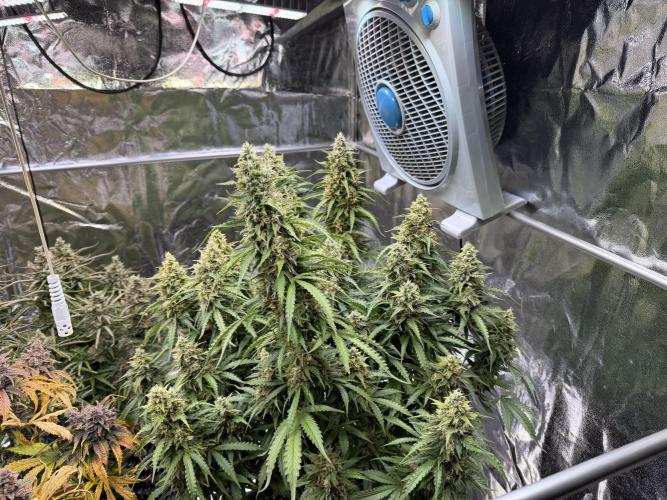 FB Purple Haze/Gorilla Skittlez Coco. Week 11