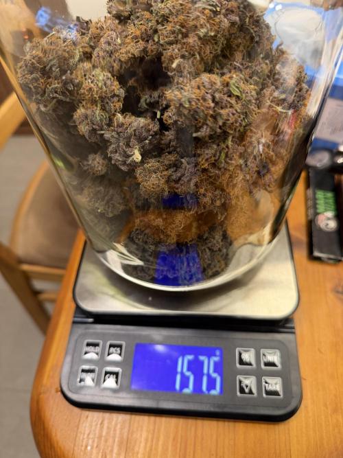 FB Purple Haze/Gorilla Skittlez Coco. Week 11