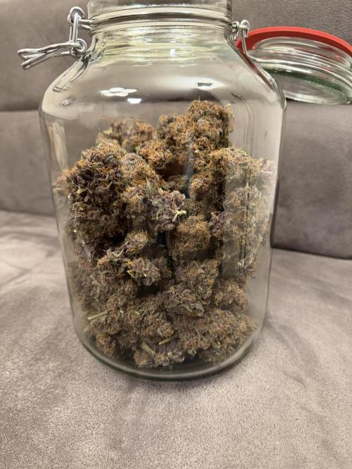 FB Purple Haze/Gorilla Skittlez Coco. Week 11