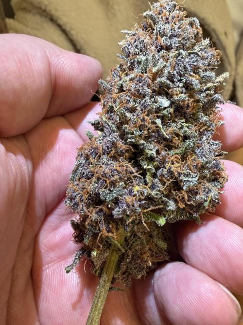 FB Purple Haze/Gorilla Skittlez Coco. Week 11