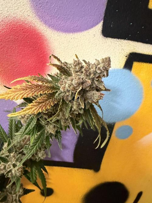 FB Purple Haze/Gorilla Skittlez Coco. Week 11