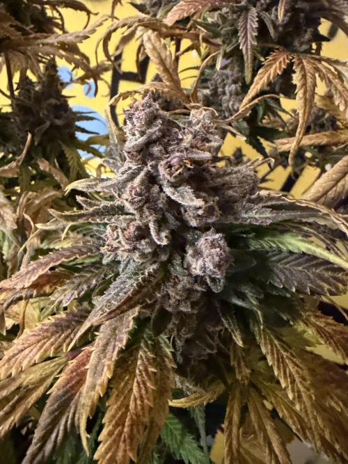 FB Purple Haze/Gorilla Skittlez Coco. Week 11