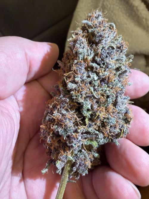 FB Purple Haze/Gorilla Skittlez Coco. Week 11