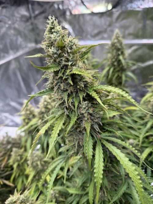 FB Purple Haze/Gorilla Skittlez Coco. Week 12