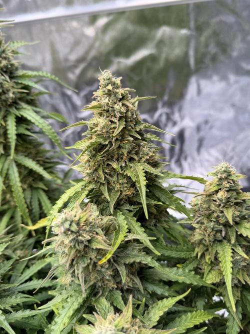 FB Purple Haze/Gorilla Skittlez Coco. Week 12