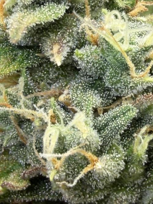 FB Purple Haze/Gorilla Skittlez Coco. Week 12