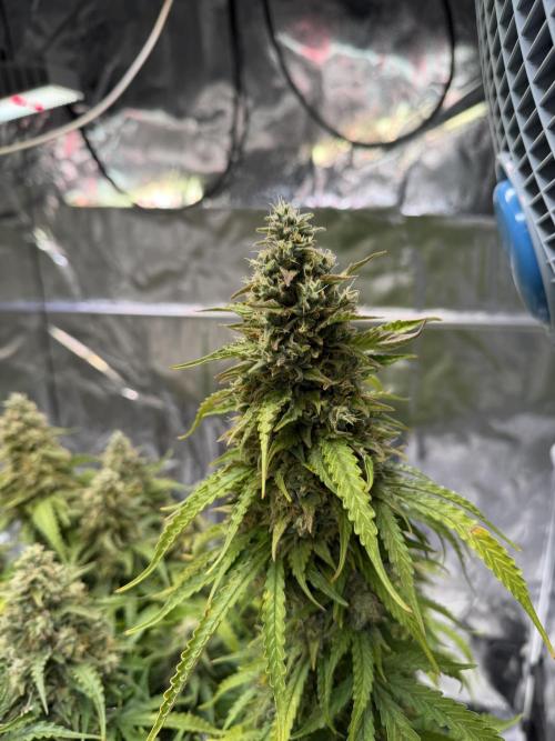FB Purple Haze/Gorilla Skittlez Coco. Week 12